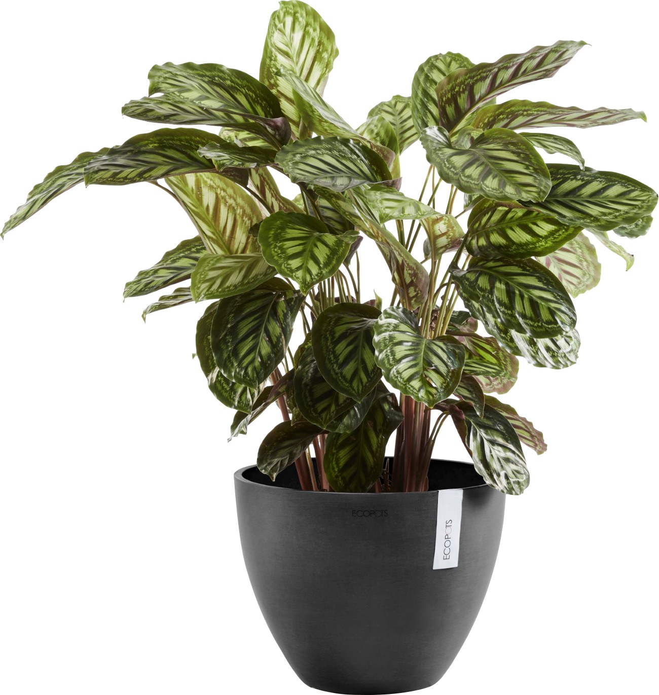 Ecopots Pflanztopf Antwerp Dunkelgrau 50 cm günstig online kaufen