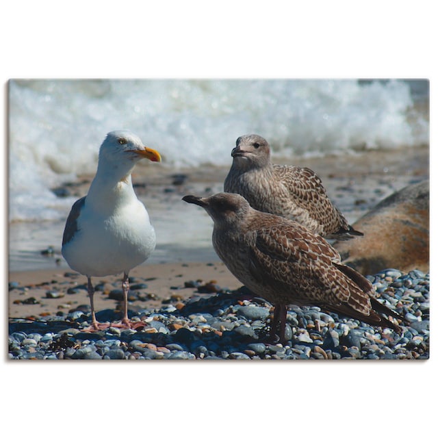 Artland Wandbild »Möwen am Nordseestrand«, Vögel, (1 St.), als Alubild,  Leinwandbild, Wandaufkleber oder Poster in versch. Größen bestellen | BAUR