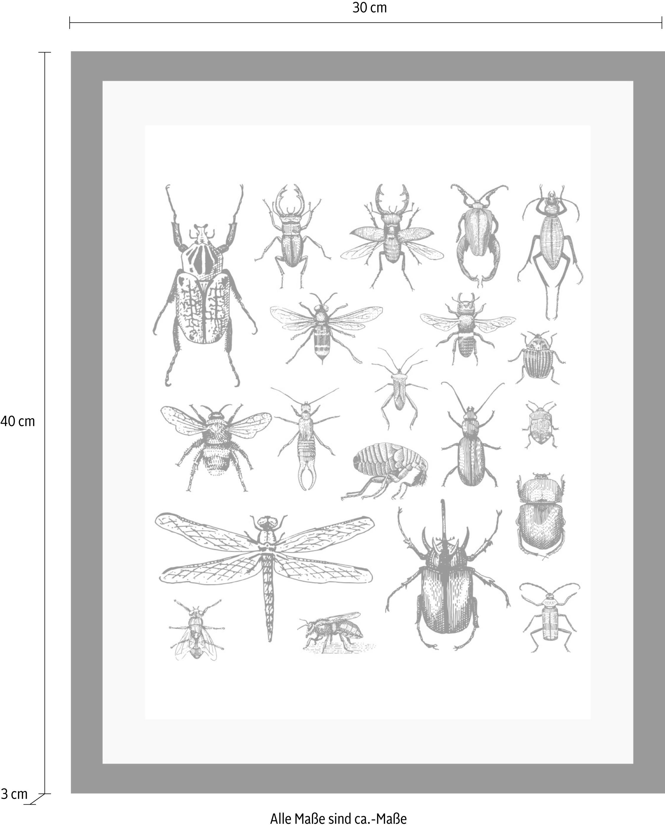 queence Bild »Käfer«, Tiere-Schwarz-Weiß-Kunst-Insekten, HD Premium Poster-Druck inkl. Holzrahmen