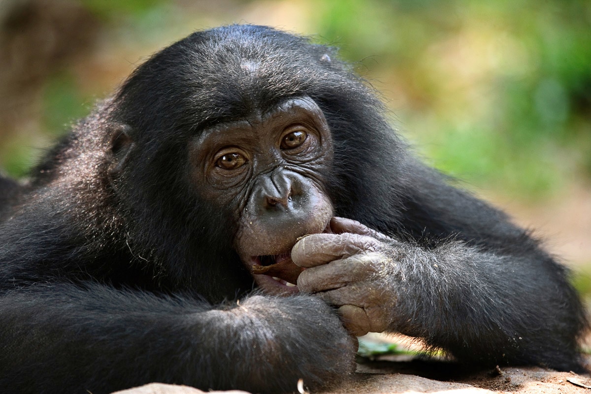 Papermoon Fototapete "Bonobo-Porträt" günstig online kaufen