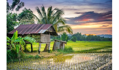 Fototapete »REIS-BAUERNHOF-THAILAND HÜTTE GEBIRGE FELD GEBIRGE PALM«