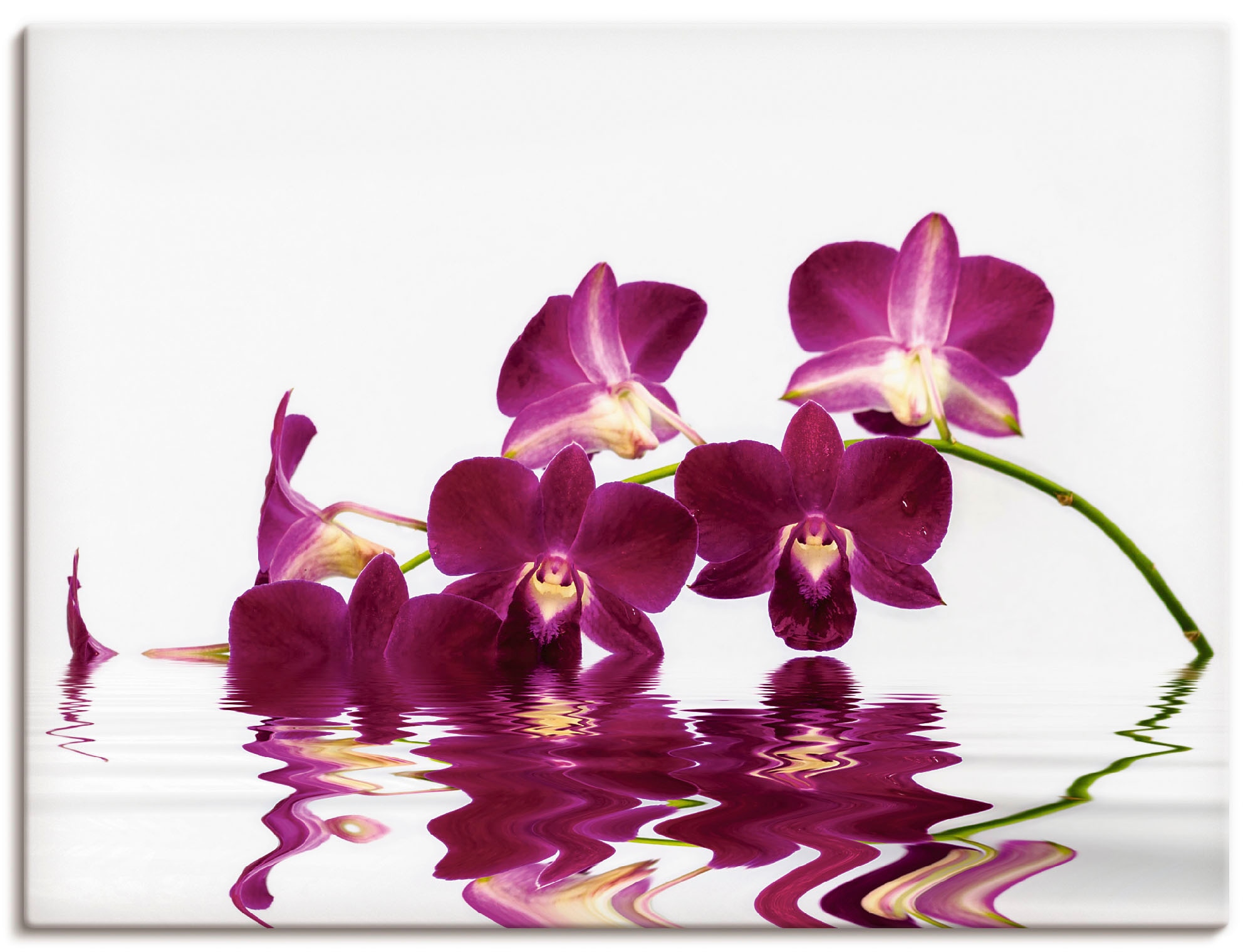 Artland Leinwandbild "Phalaenopsis Orchidee", Blumen, (1 St.), auf Keilrahmen gespannt