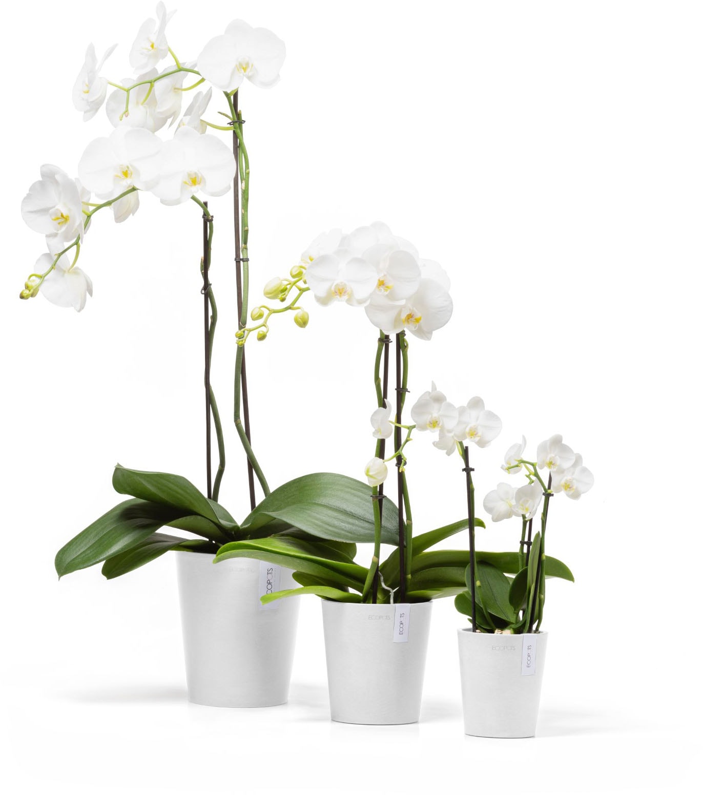 ECOPOTS Blumentopf »Morinda Orchidee 11 Weiß« für den Innenbereich