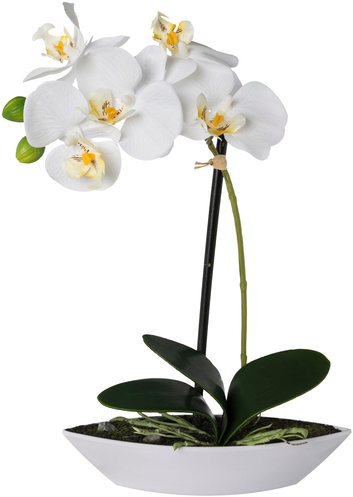 Creativ green Kunstorchidee "Phalaenopsis", 2er Set, in Kunststoffschale günstig online kaufen