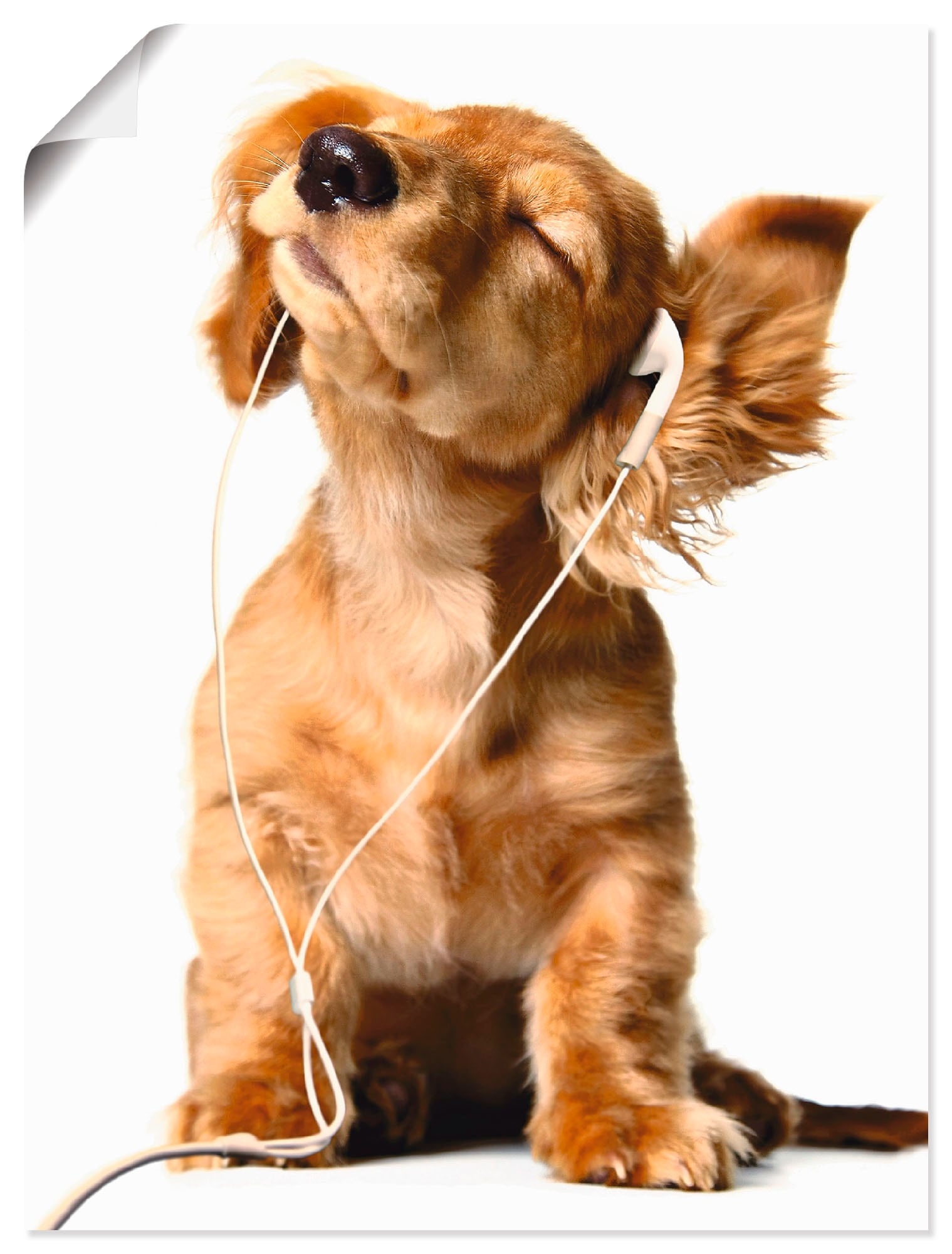 Artland Wandbild »Junger Hund hört Musik über Kopfhörer«, Haustiere, (1 St.), als Leinwandbild, Poster, Wandaufkleber in verschied. Größen