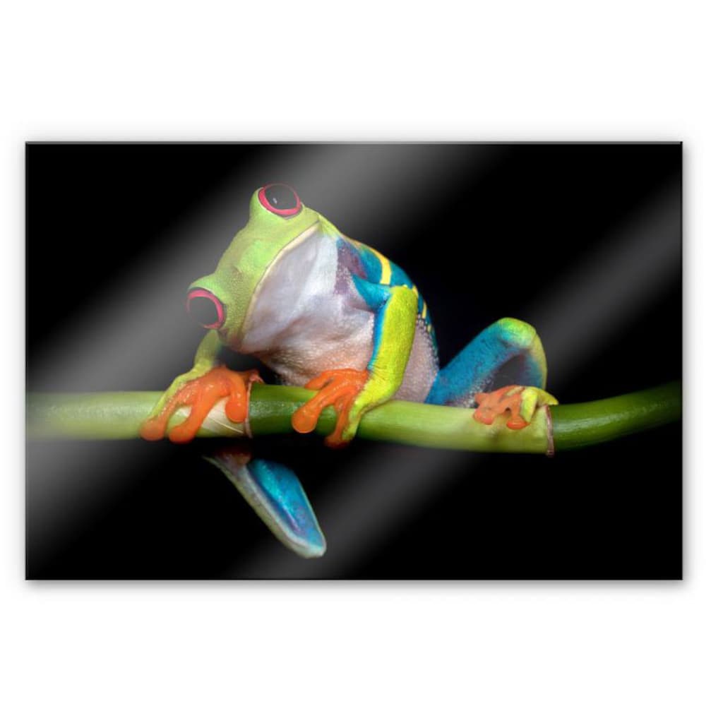 Wall-Art Küchenrückwand »Spritzschutz Frisch Green Frog«, (1 tlg.)