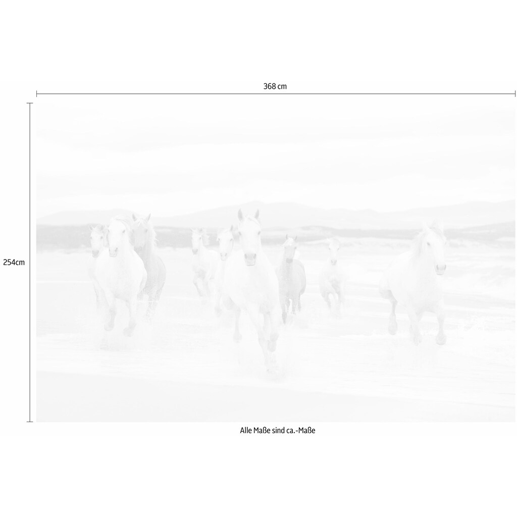Komar Fototapete »White Horses«