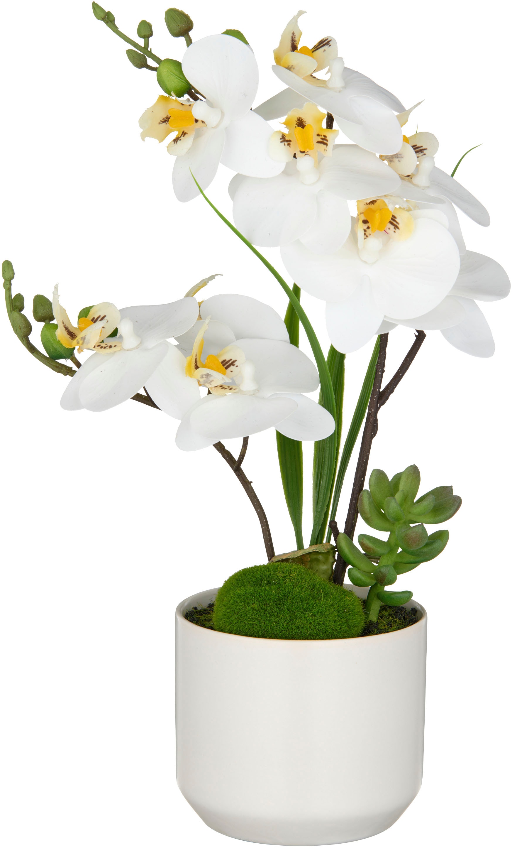 Creativ green Kunstorchidee »Orchidee Phalaenopsis«, mit real-touch-Blüten