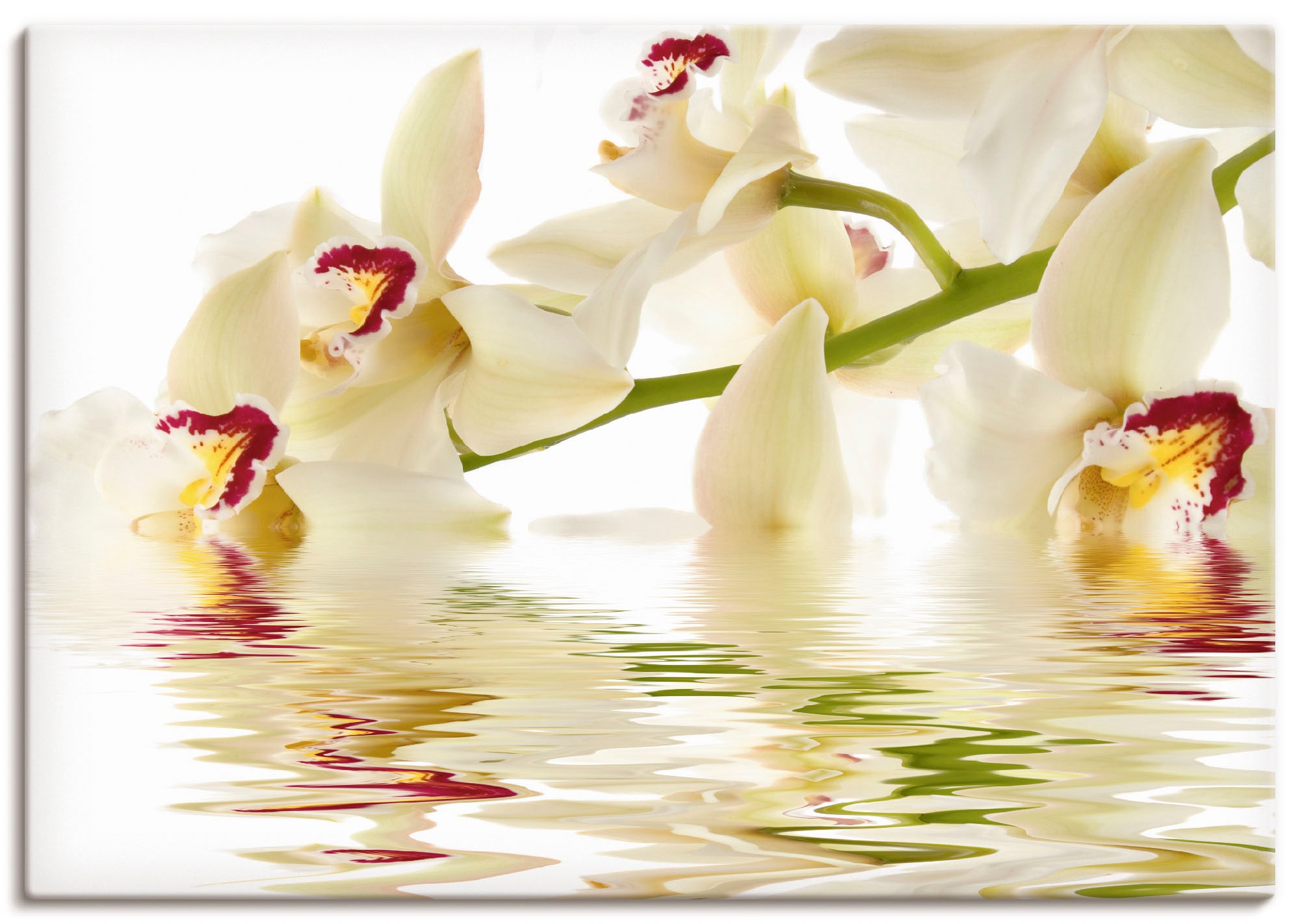 Artland Wandbild »Weiße Orchidee mit Wasserreflektion«, Blumen, (1 St.),  als Leinwandbild, Wandaufkleber oder Poster in versch. Größen kaufen | BAUR