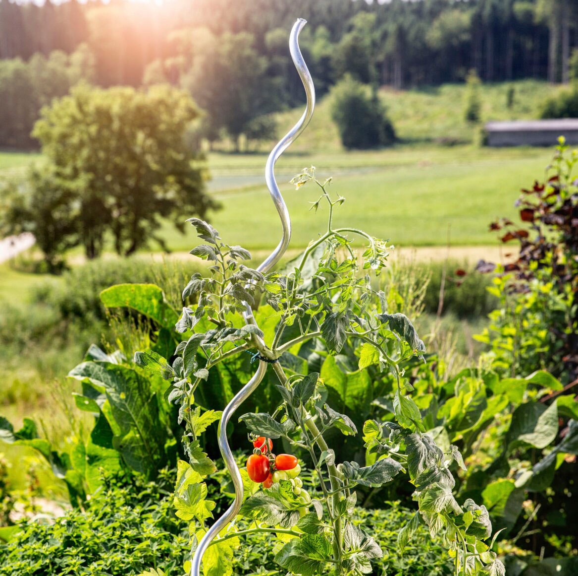 Windhager Rankhilfe, (Set, 10 St.), Tomatenstäbe aus Aluminium, H: 180 cm  auf Raten | BAUR | Pflanzkübel