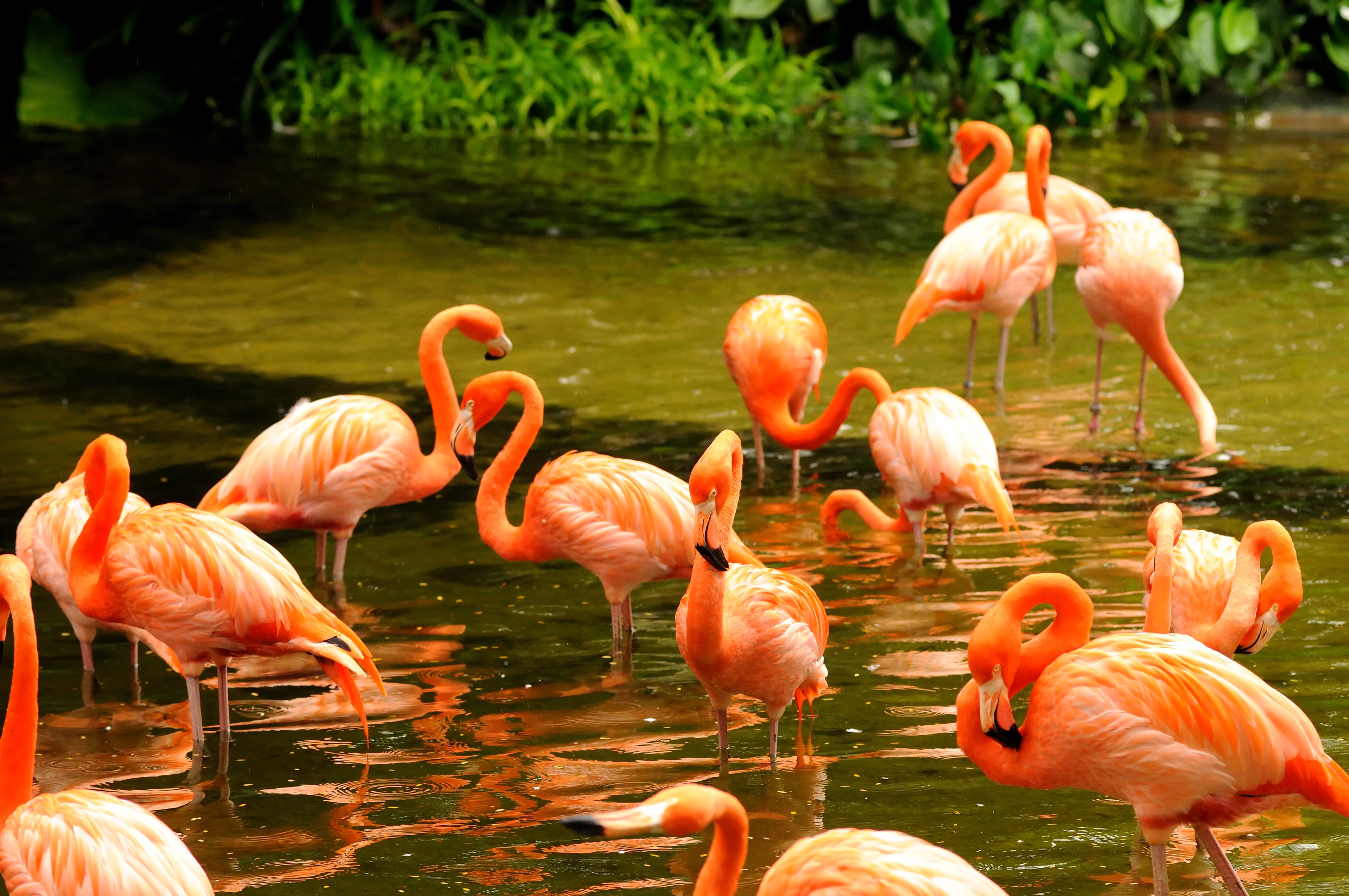Papermoon Fototapete "Pink Flamingos" glatt