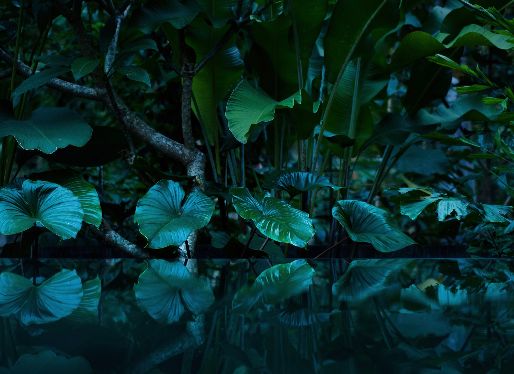 living walls Fototapete "Designwalls Tropical" glatt Vlies, Wand, Schräge, Decke