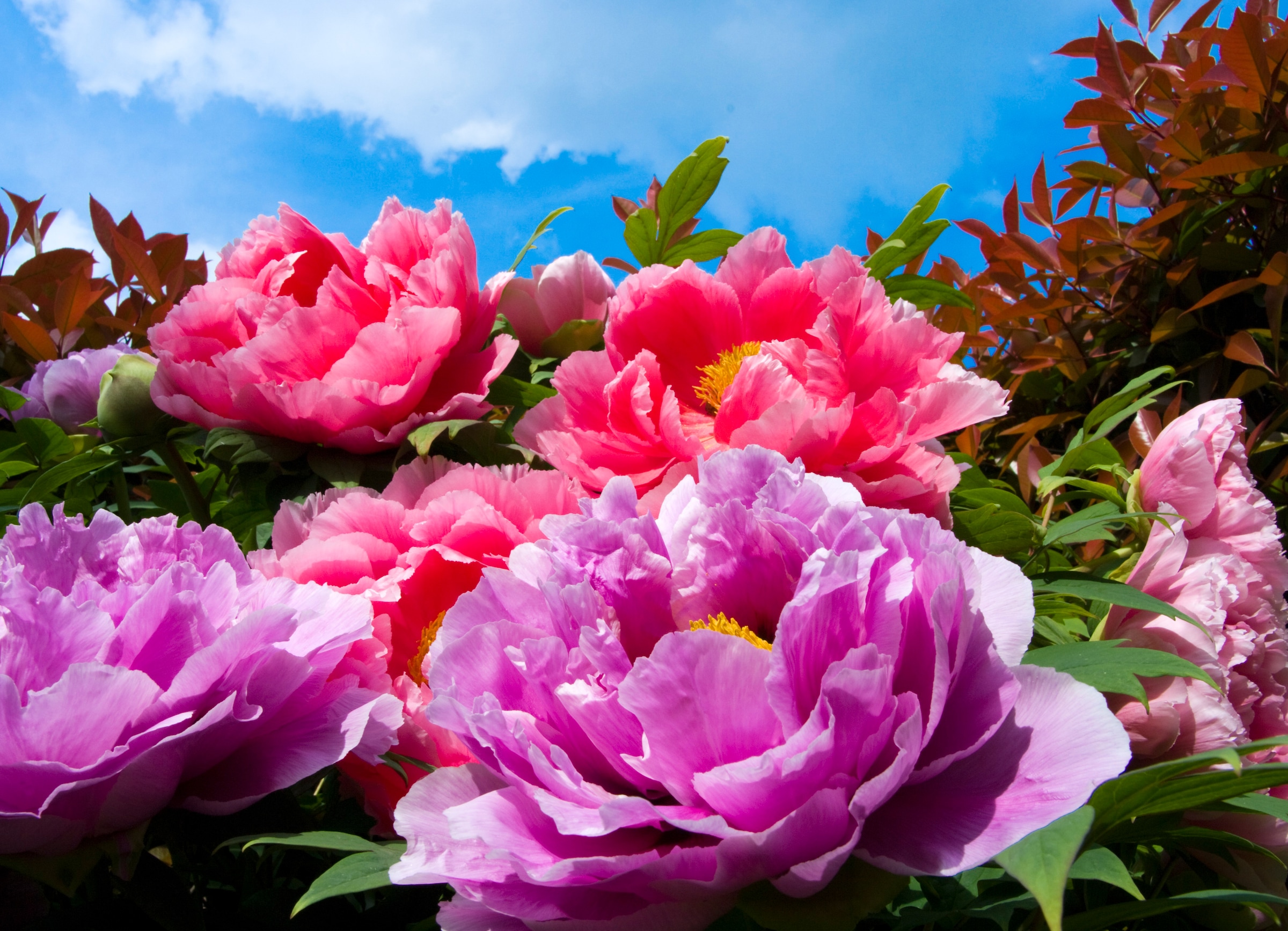 Papermoon Fototapete "TropicalPeonies" glatt