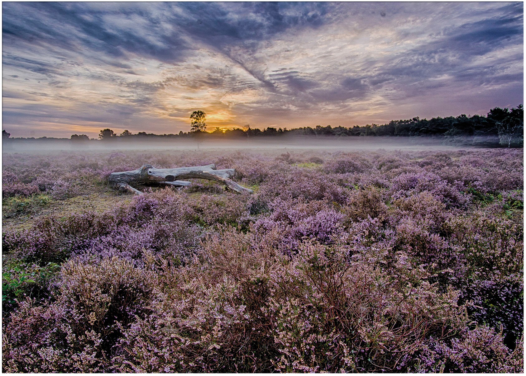 Art for the home Leinwandbild "Outdoor Lavendel 50x70cm", (1 St.) günstig online kaufen