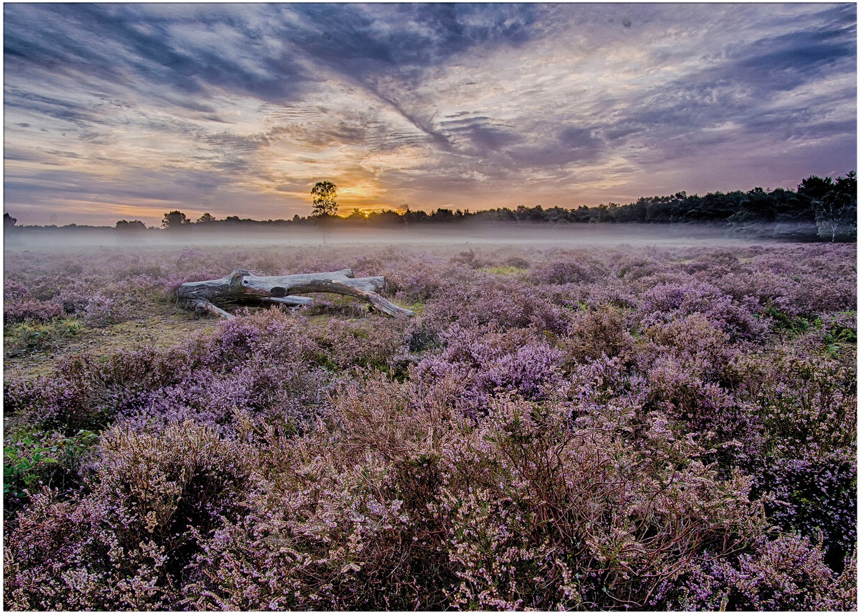 Art for the home Leinwandbild "Outdoor Lavendel 50x70cm", Romantisch-Blumen günstig online kaufen