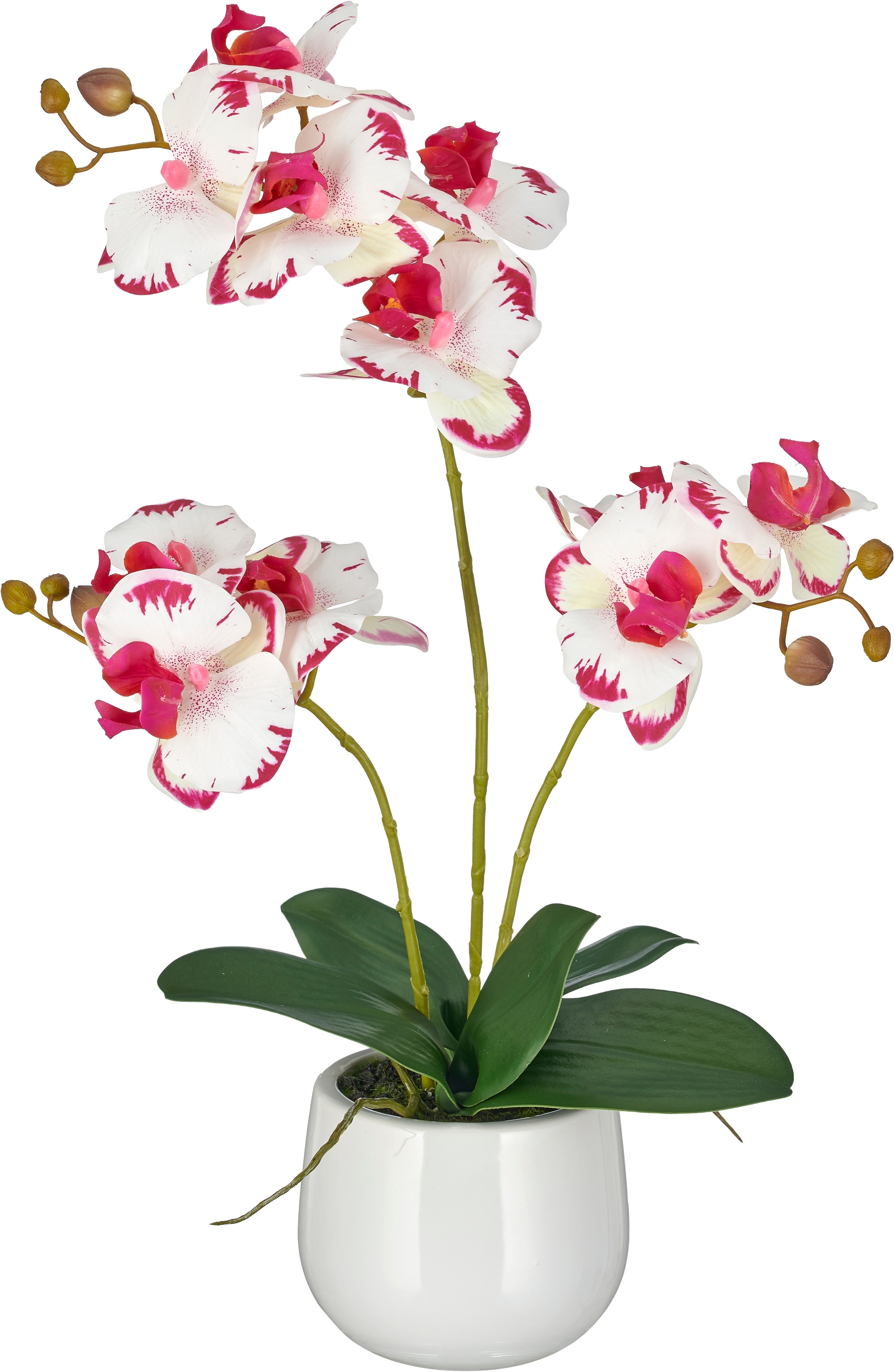 Creativ green "Phalaenopsis" mit Real-Touch-Blüten