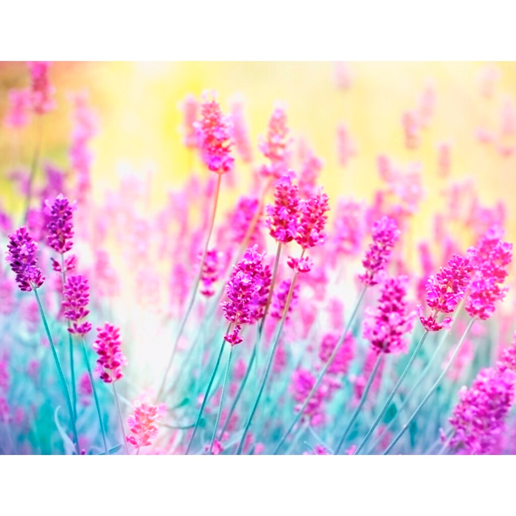 Papermoon Fototapete »Lavender Flower«