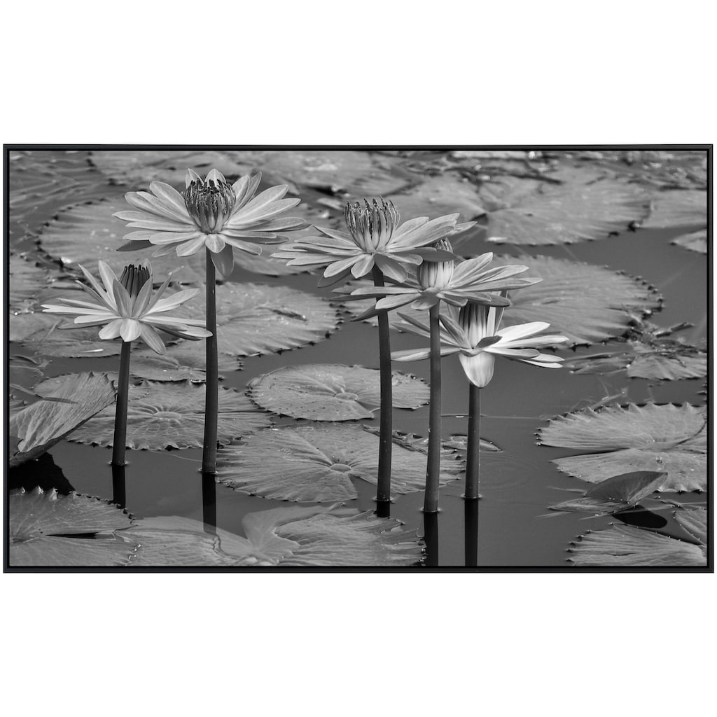 Papermoon Infrarotheizung »Seerosen, Teich, Blüten, Blätter Schwarz & Weiß«