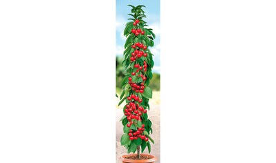 BCM Obstpflanze »Säulenobst Kirsche 'Siberia'«, (1 St.), Höhe: 80 cm, 1 Pflanze kaufen