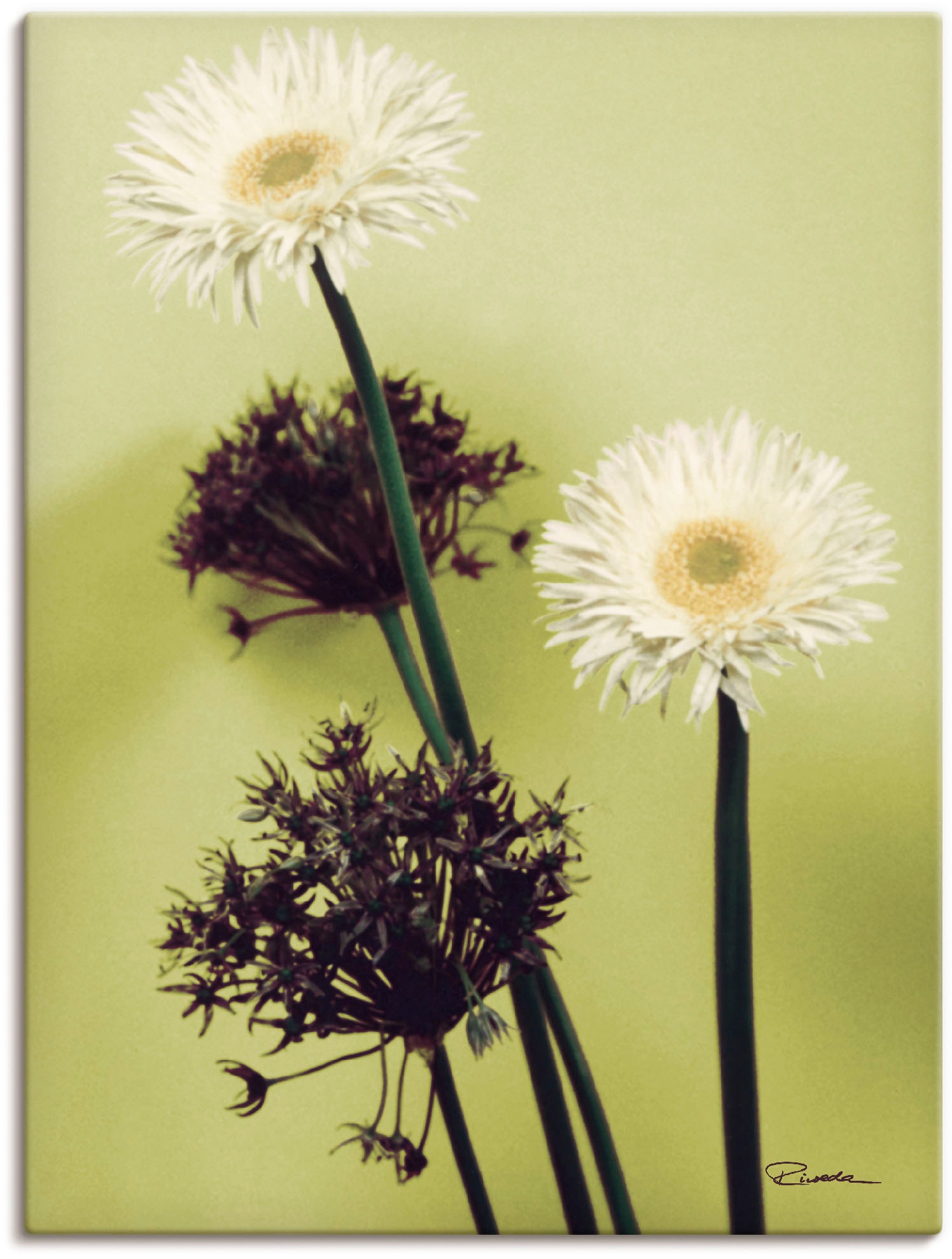 Artland Wandbild "Zwei vor grün - Gerberas", Blumenbilder, (1 St.), als Lei günstig online kaufen