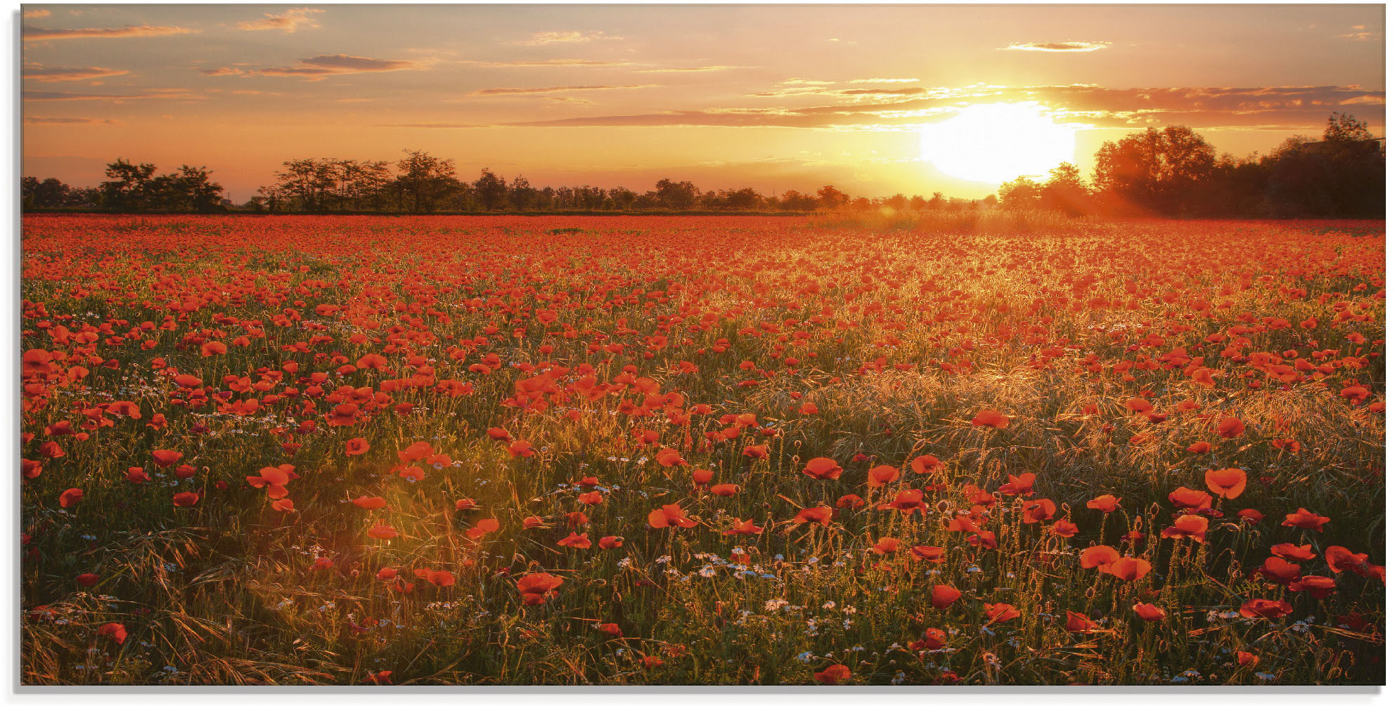 Artland Glasbild "Mohnblumenfeld bei Sonnenuntergang" Blumen 1 Stk. tlg. in verschiedenen Größen
