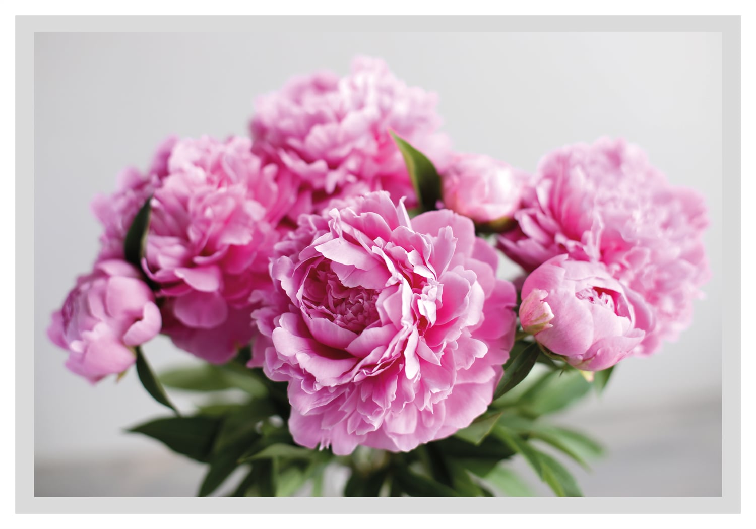 queence Bild "Linn" Blumen Blumenbilder Blätter Foto Kunst gerahmt