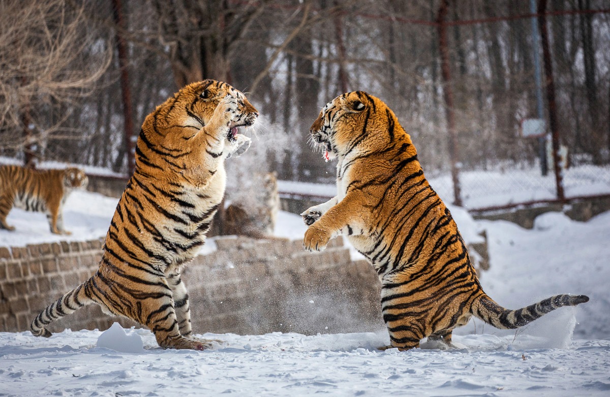 Fototapete »Kampf gegen Sibirische Tiger«
