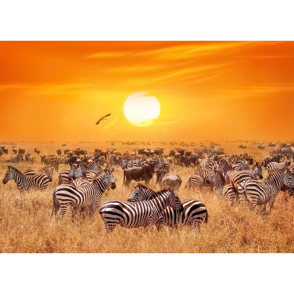Papermoon Fototapete »African Antelopes and Zebras«