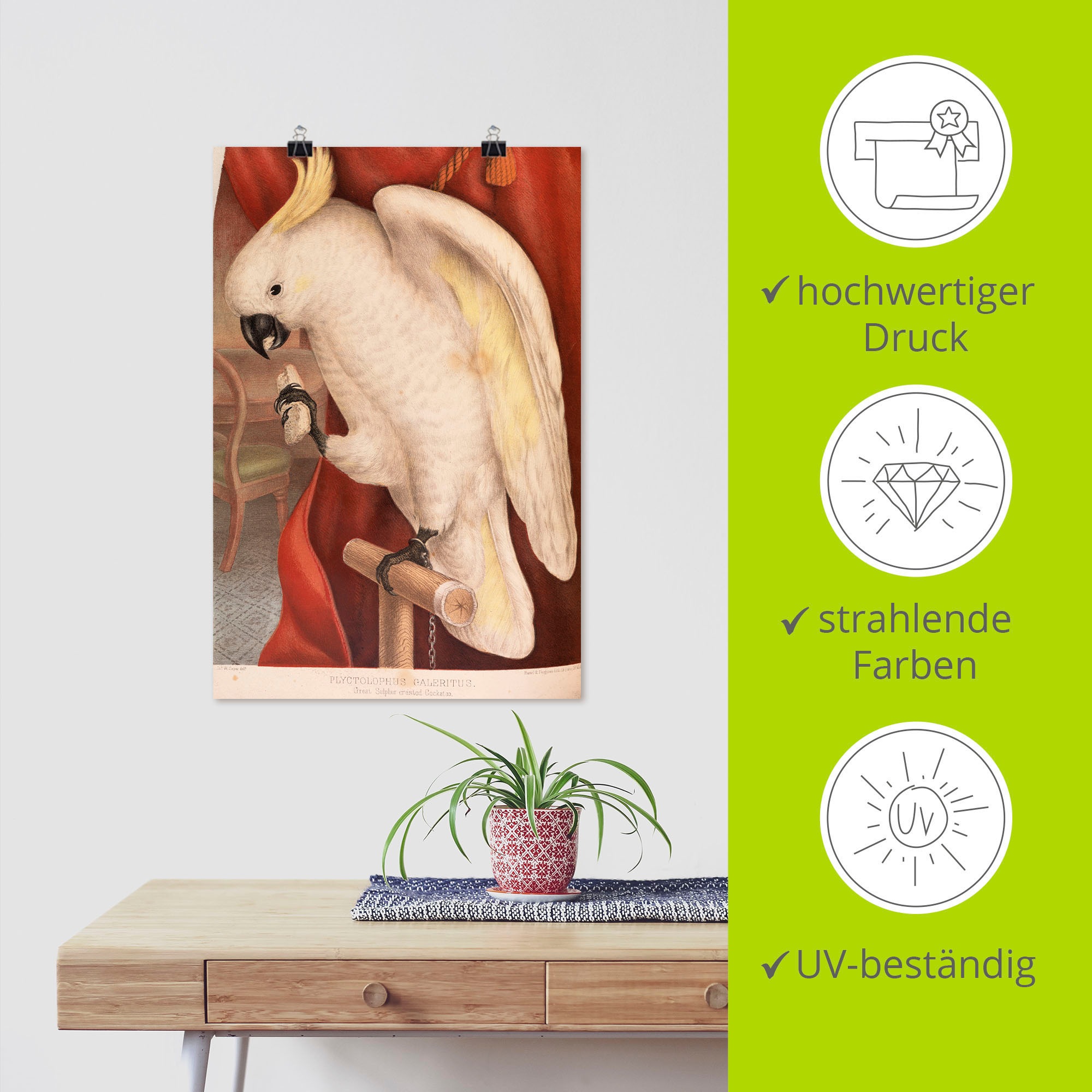 BAUR Leinwandbild, Artland Wandaufkleber Gelbhaubenkakadu«, in als Größen Alubild, versch. »Großer | kaufen (1 Wandbild Vogelbilder, St.), oder Poster