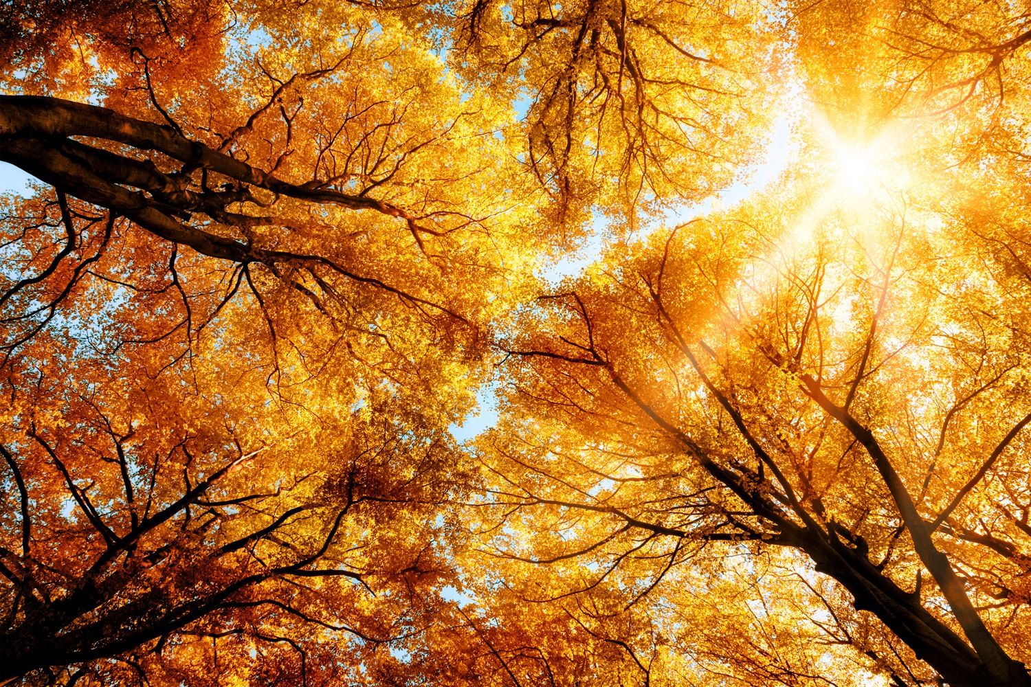 queence Leinwandbild "The Sun" Blumenbilder  Blätter  Blätterbilder 1 Stk. günstig online kaufen