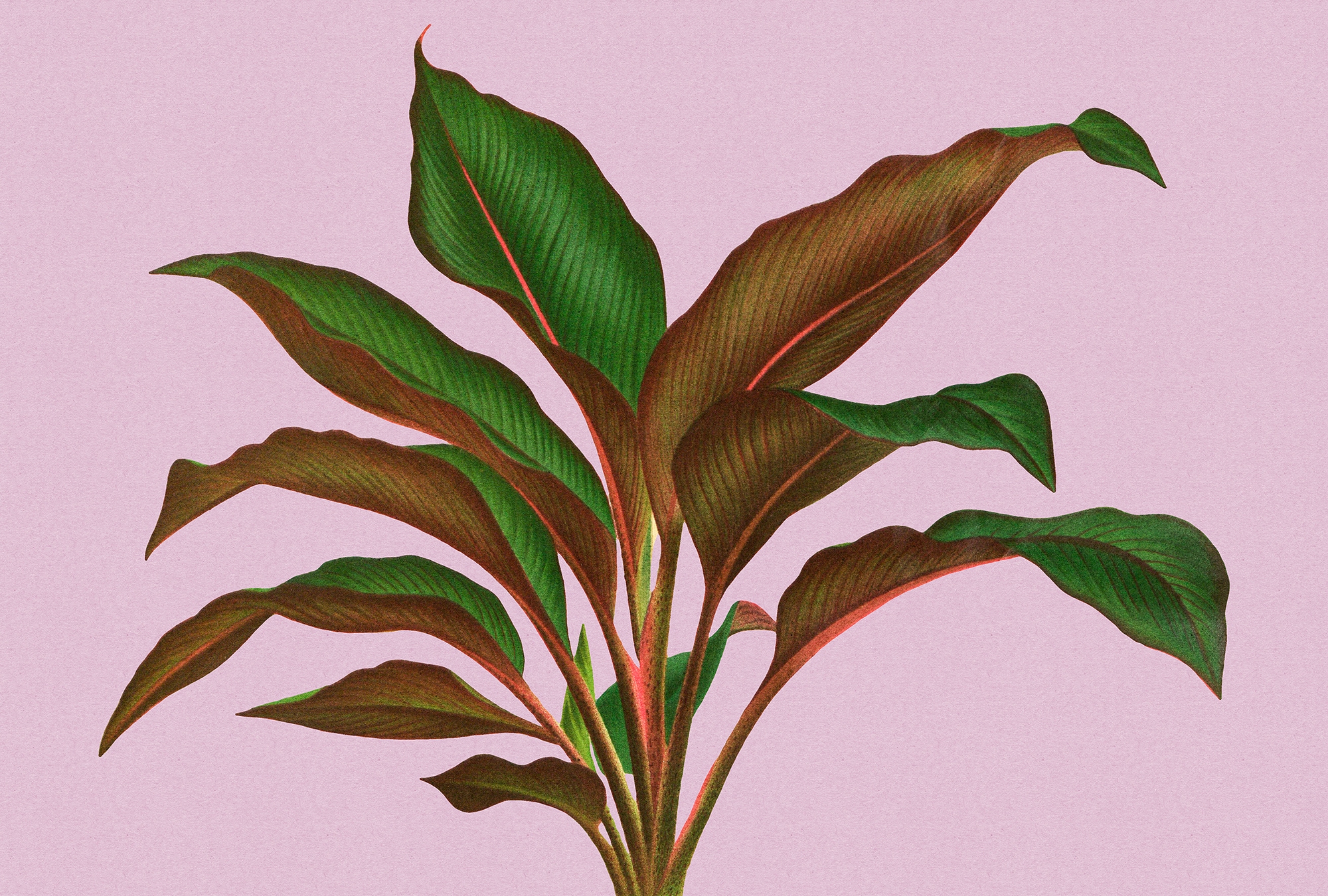 living walls Fototapete "Walls by Patel Leaf Garden" glatt Vlies, Wand günstig online kaufen