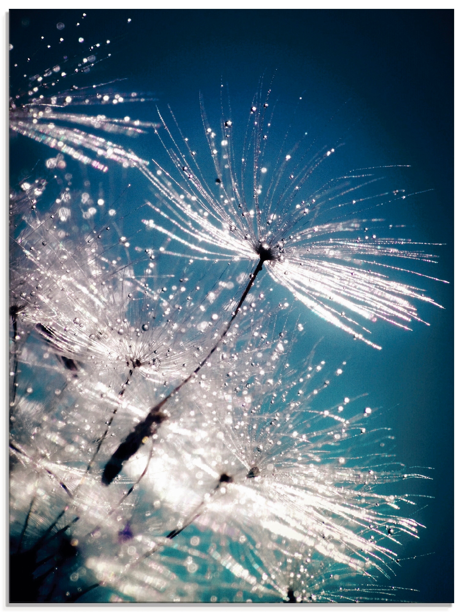 kaufen Glasbild | Artland »Pusteblume (1 verschiedenen BAUR Größen in Blumen, Kristallschirmchen«, St.),