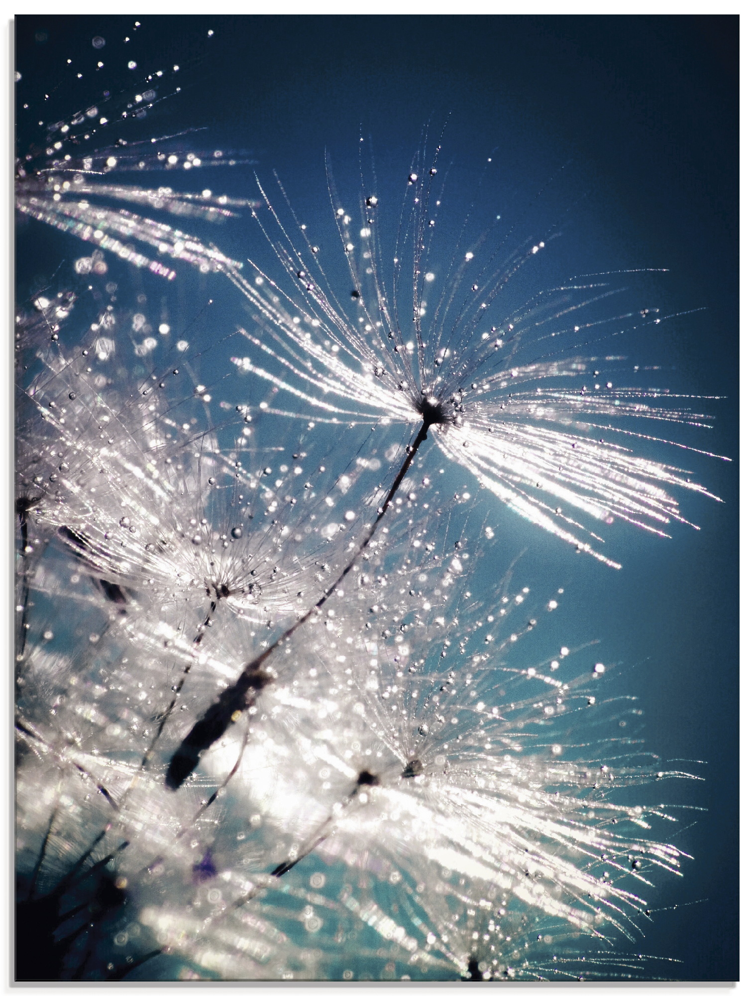 Artland Glasbild "Pusteblume Kristallschirmchen" Blumen 1 Stk. tlg. in verschiedenen Größen