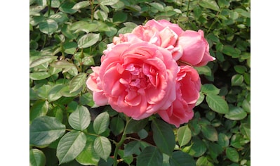 BCM Beetpflanze »Rose Kimono«, (1 St.) kaufen