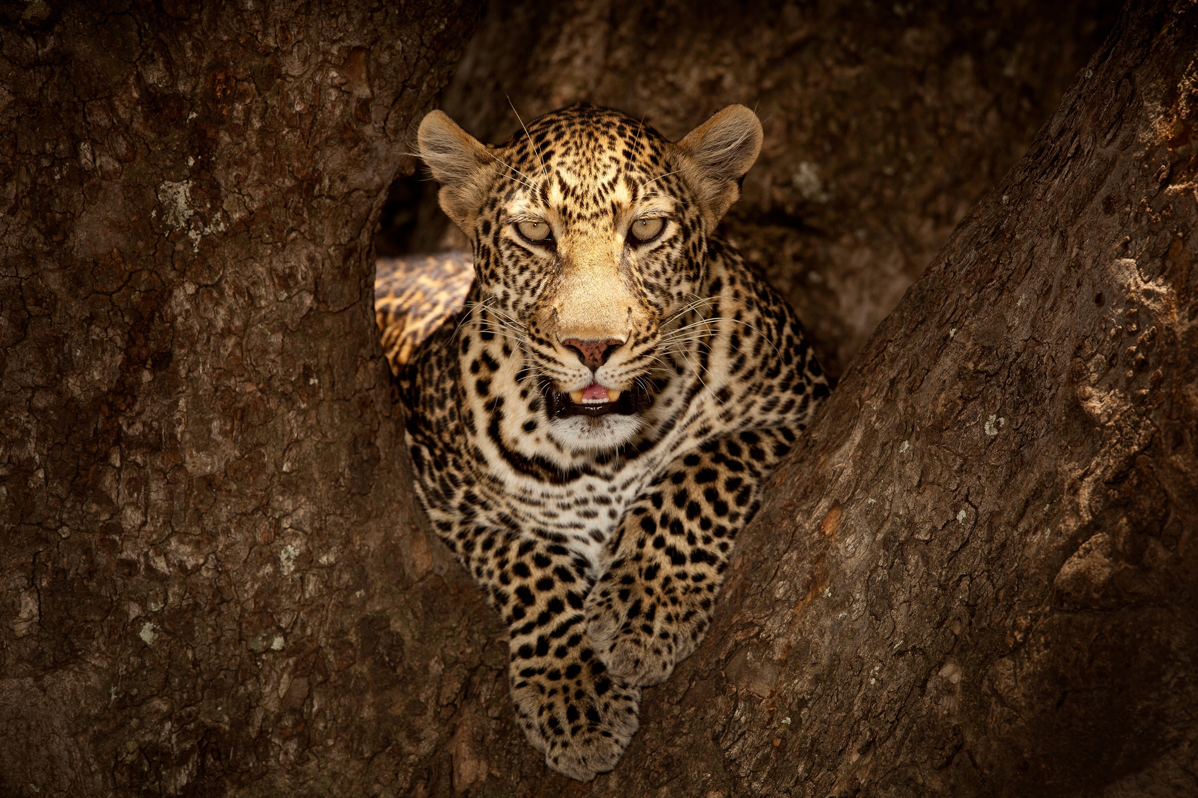 Papermoon Fototapete "Photo-Art OZKAN OZMEN, LEOPARD RUHT AUF EINEM BAUM IN MASAI MARA"