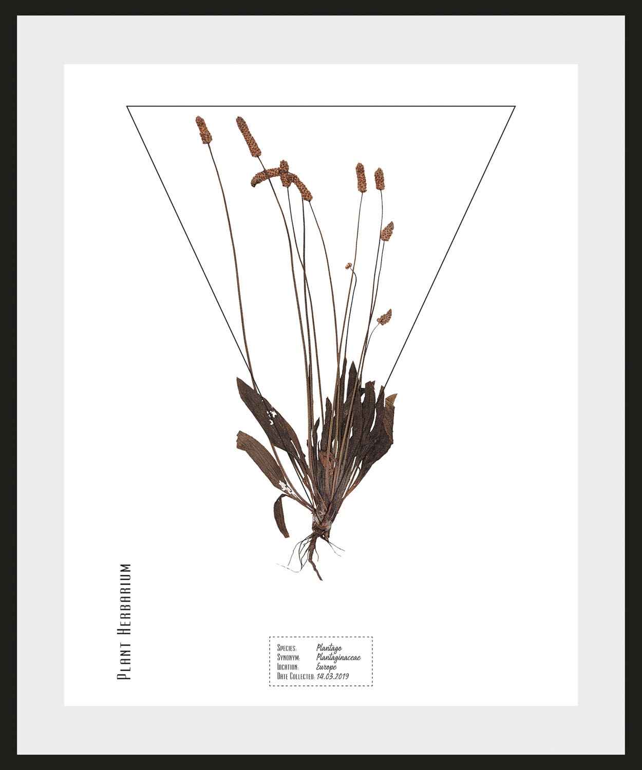 queence Bild »Plantaginaceae«, Pflanzen-Pflanzenbilder-Schriftzug, (1 St.), HD Premium Poster-Druck inkl. Holzrahmen