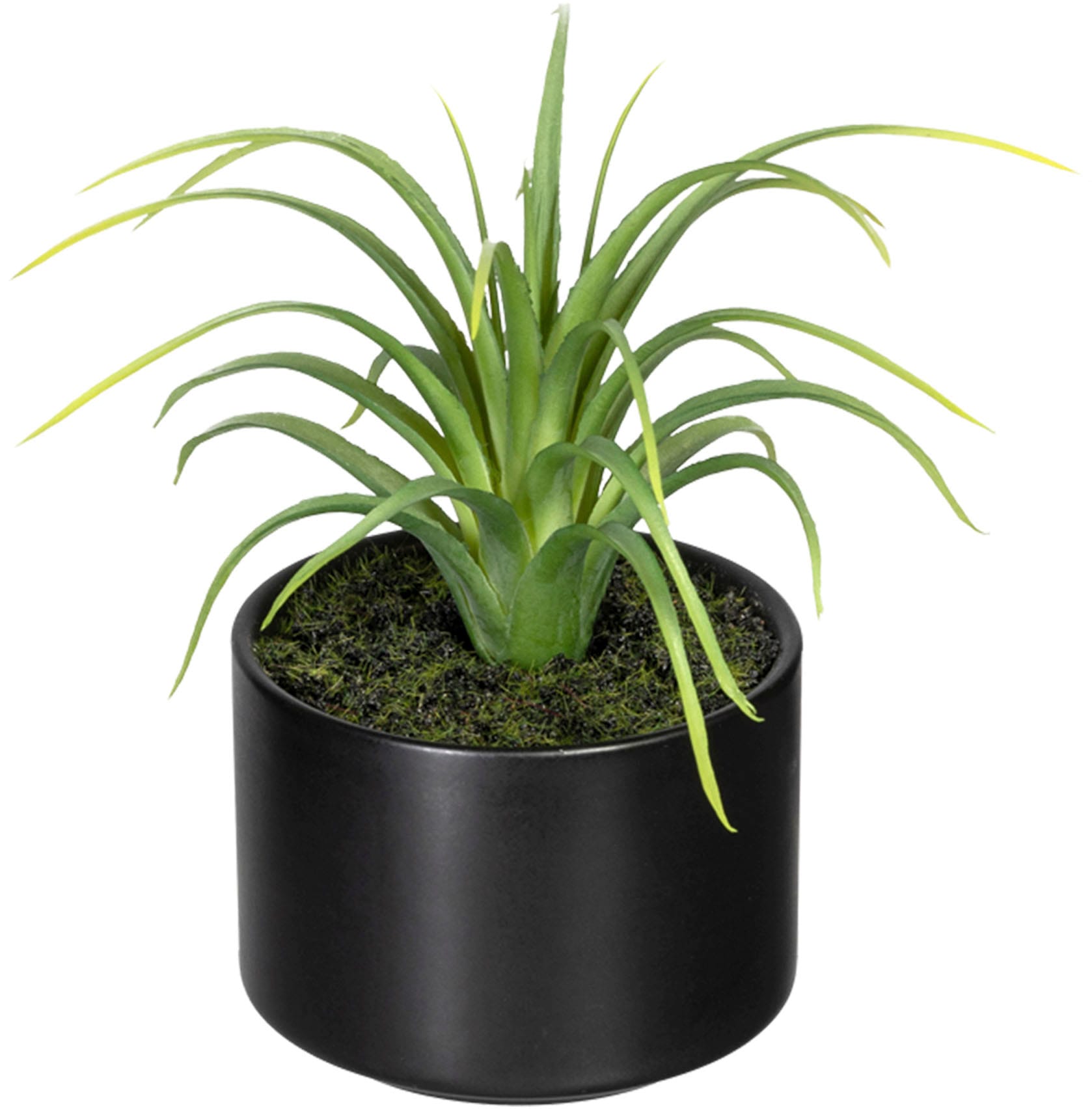Creativ green Künstliche Set Aloe, und 3er Agave | BAUR Keramiktopf, bestellen im »Set Zimmerpflanze Tillandsie«, aus