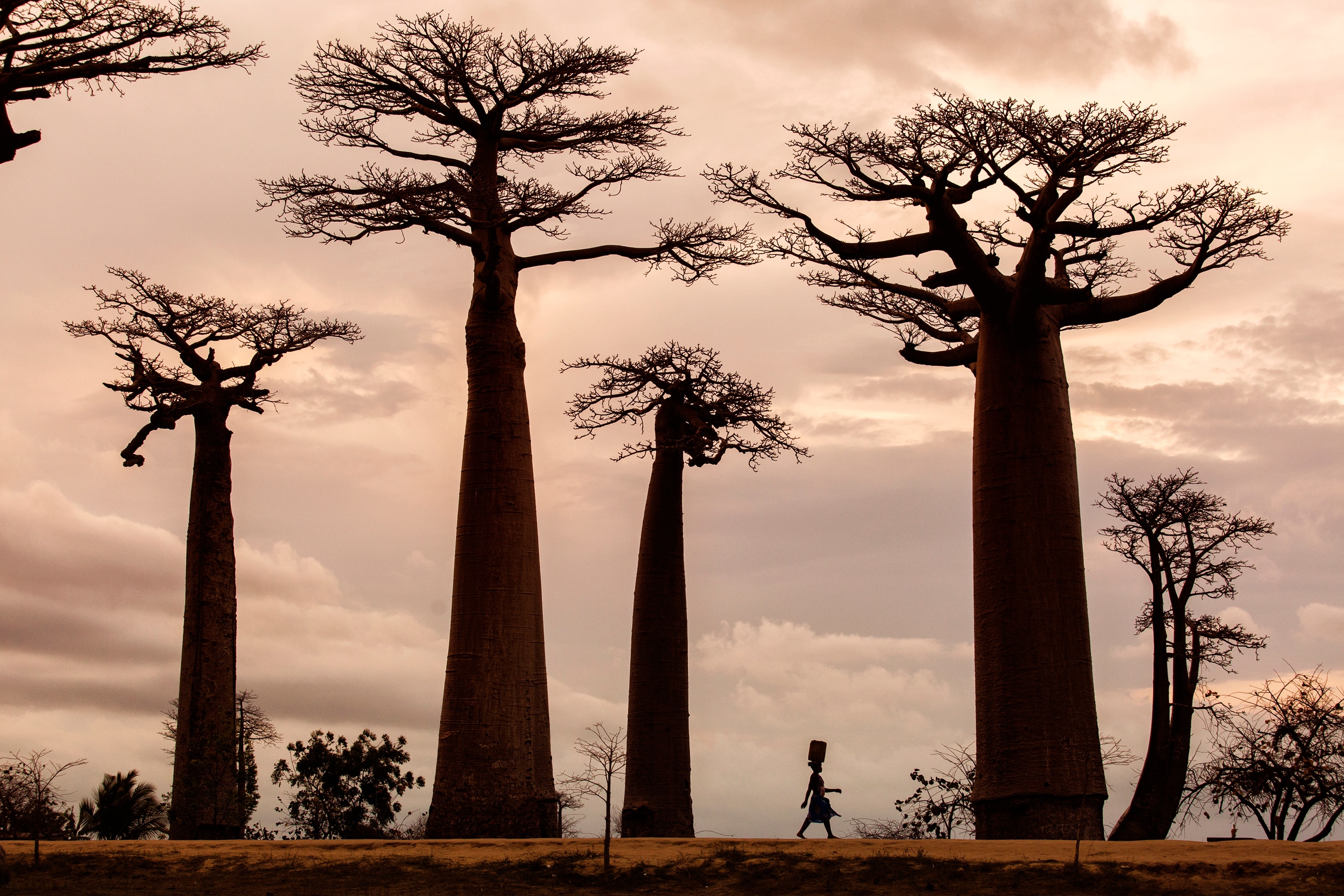 Papermoon Fototapete "Photo-Art DAN MIRICA, MADAGASKAR"