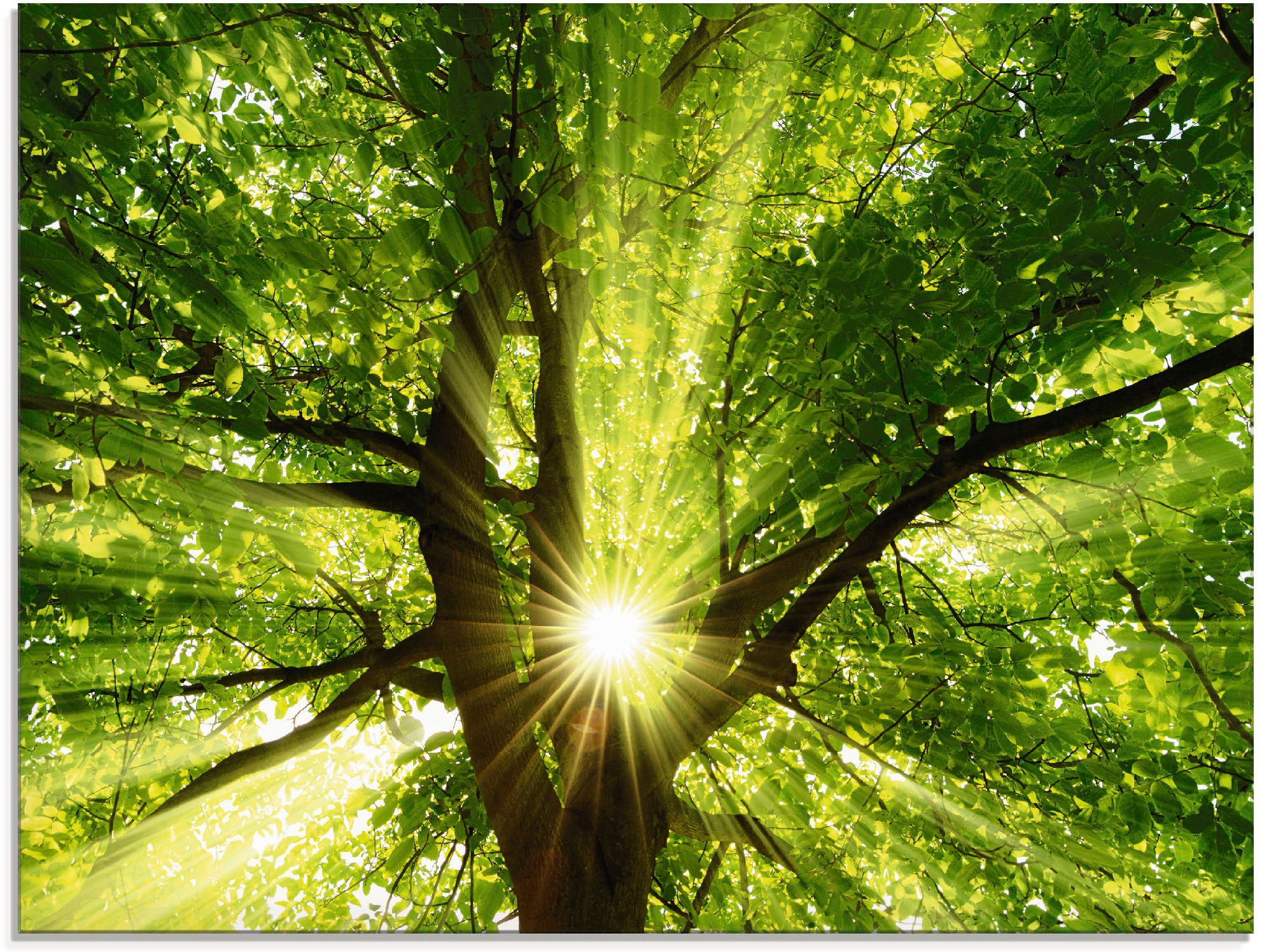 Artland Glasbild "Sonne strahlt explosiv durch den Baum" Bäume 1 Stk. tlg. in verschiedenen Größen