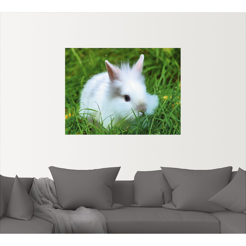 Artland Wandbild »Weißes Zwergkaninchen Baby«, Wildtiere, (1 St.)