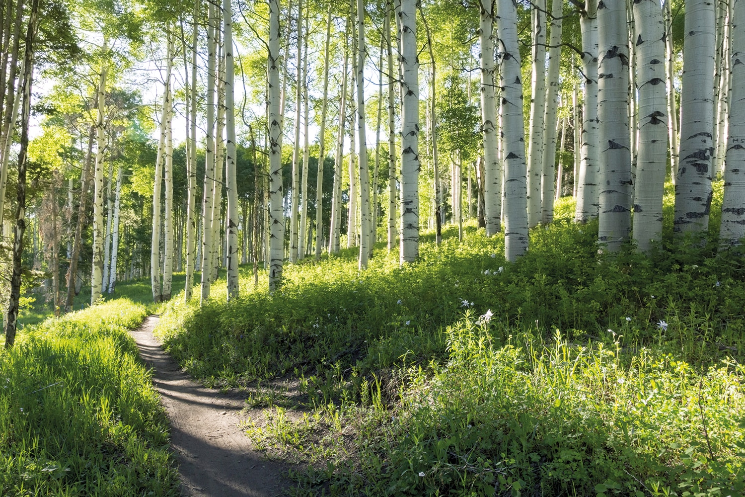 Papermoon Fototapete "Birch Hiking Trail" glatt