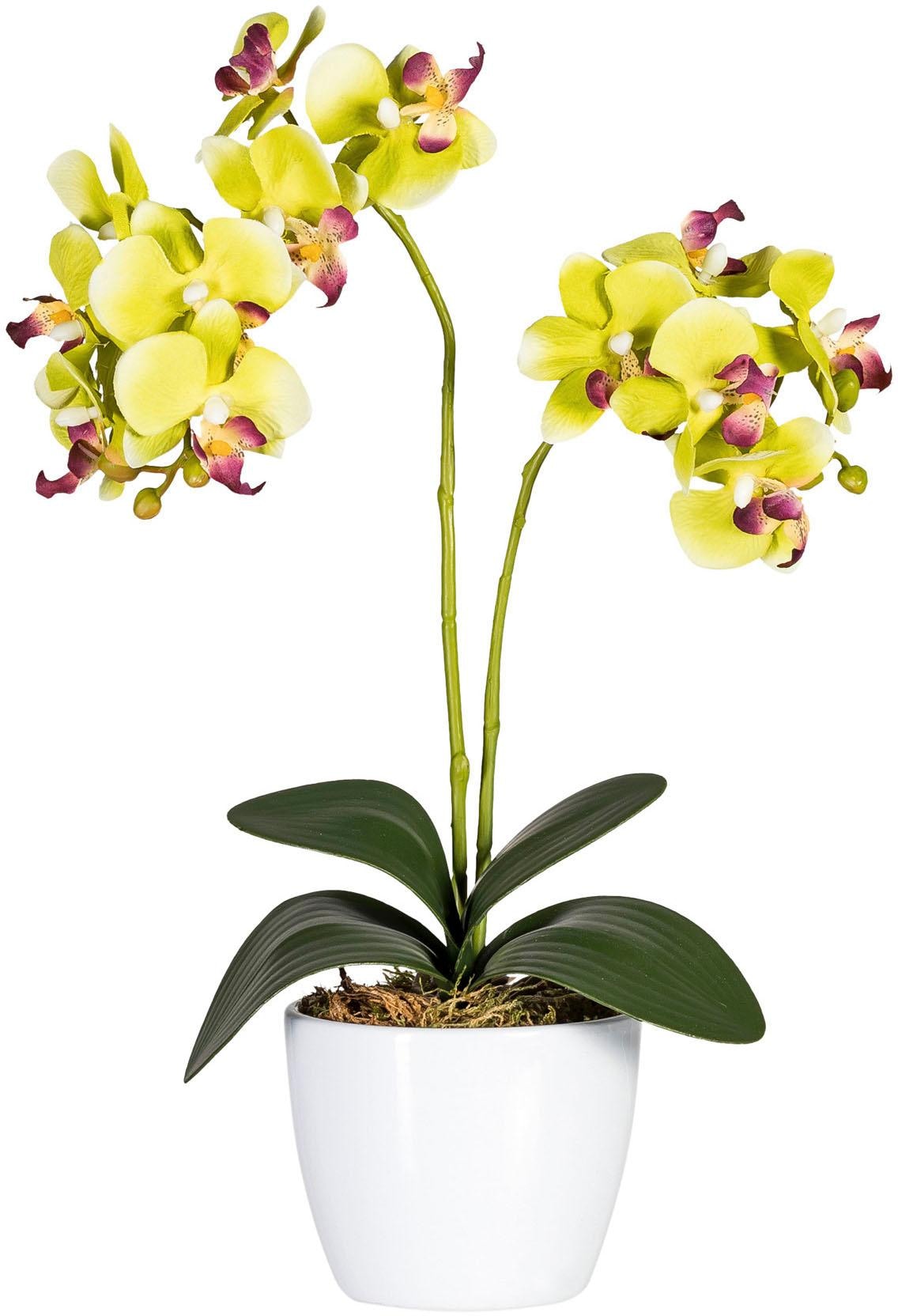 Creativ green Kunstpflanze »Phalaenopsis«, (Set, 2 St.) kaufen