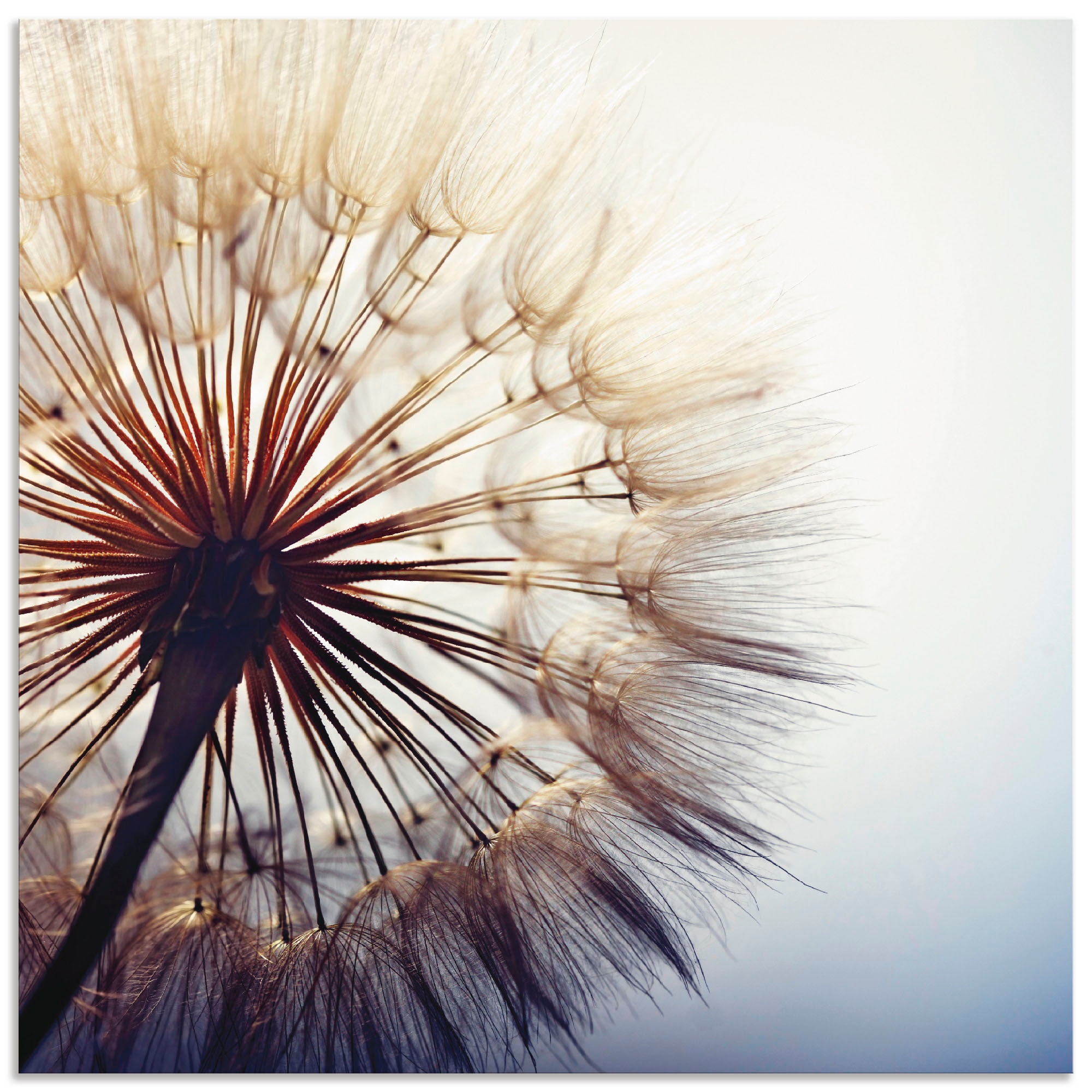 Artland Wandbild "Große Pusteblume", Blumen, (1 St.), als Alubild, Outdoorbild, Leinwandbild, Poster, Wandaufkleber