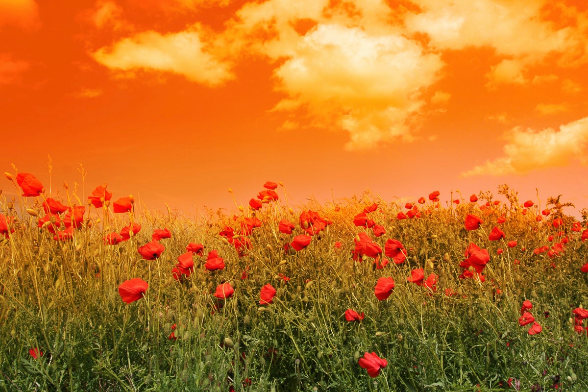 Papermoon Fototapete »Blumenwiese«