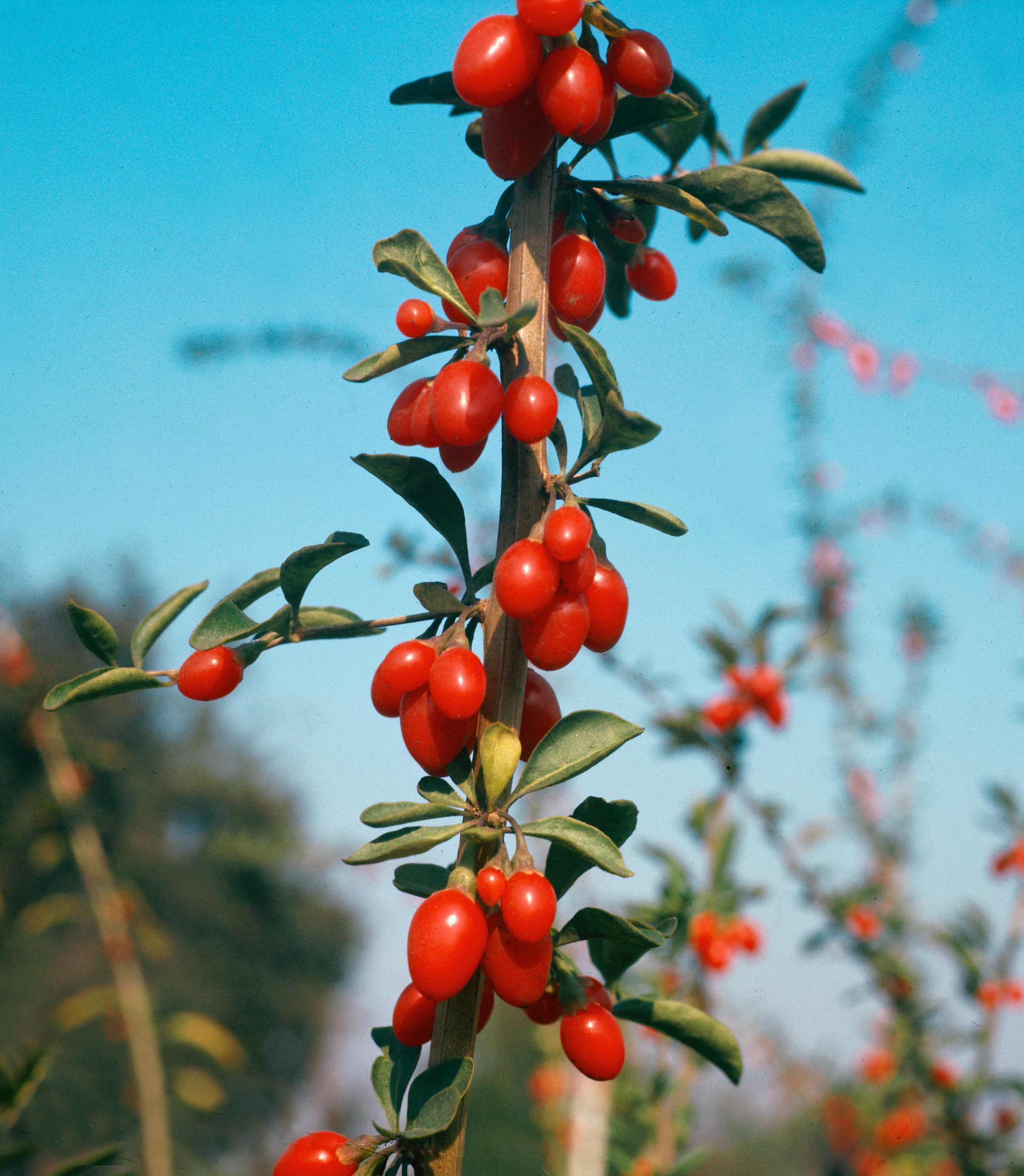 BCM Obstpflanze »Goji-Beere«, (3 St.), Höhe: 50-60 cm