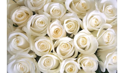 Fototapete »White Roses«