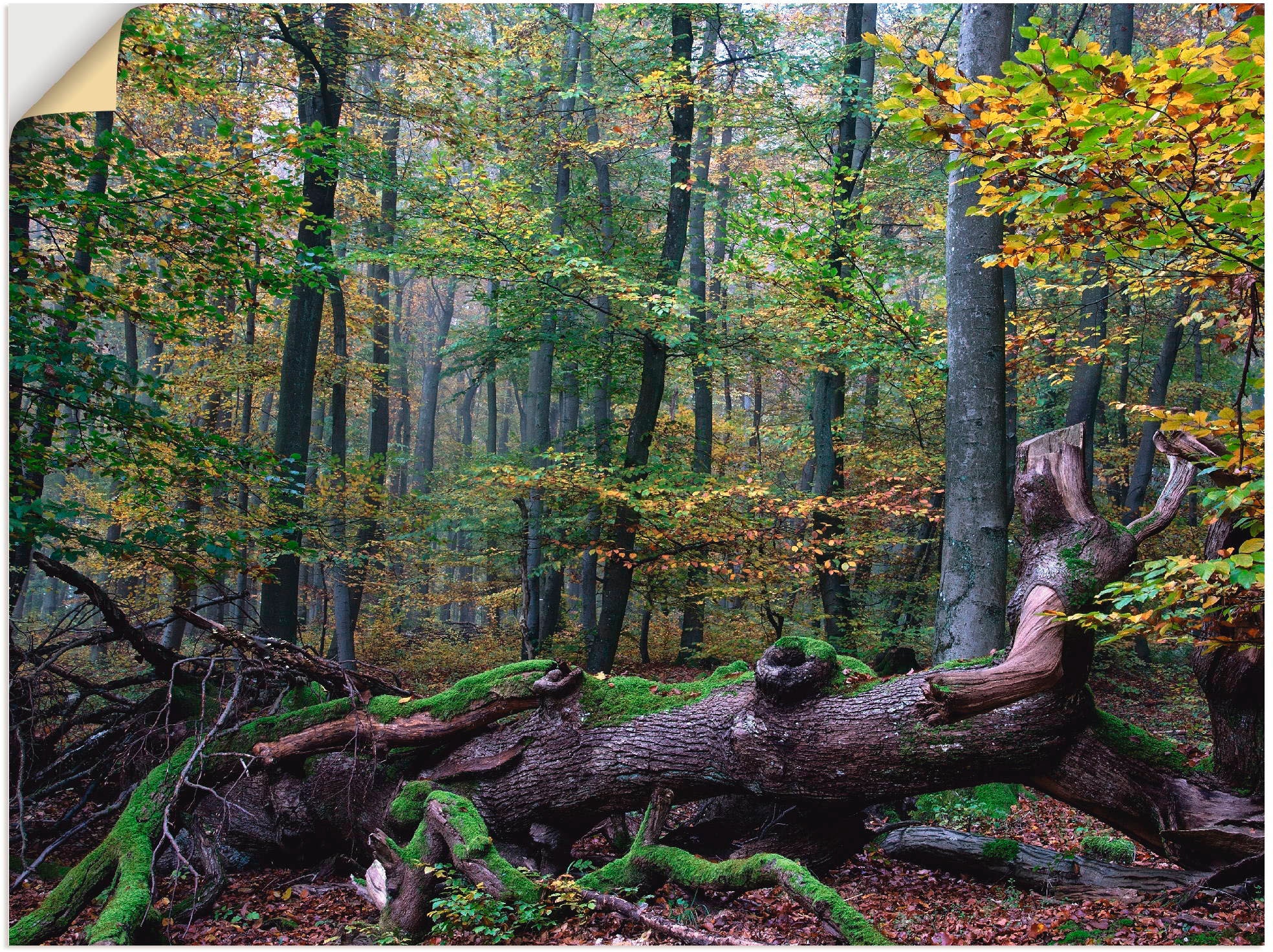 Artland Wandbild »Ein alter Riese, neuer Lebensraum«, Wald, (1 St.), als  Leinwandbild, Wandaufkleber oder Poster in versch. Größen kaufen | BAUR