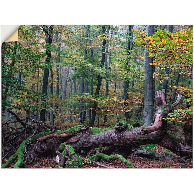 Artland Wandbild »Ein alter Riese, neuer Lebensraum«, Wald, (1 St.), als  Leinwandbild, Wandaufkleber oder Poster in versch. Größen kaufen | BAUR
