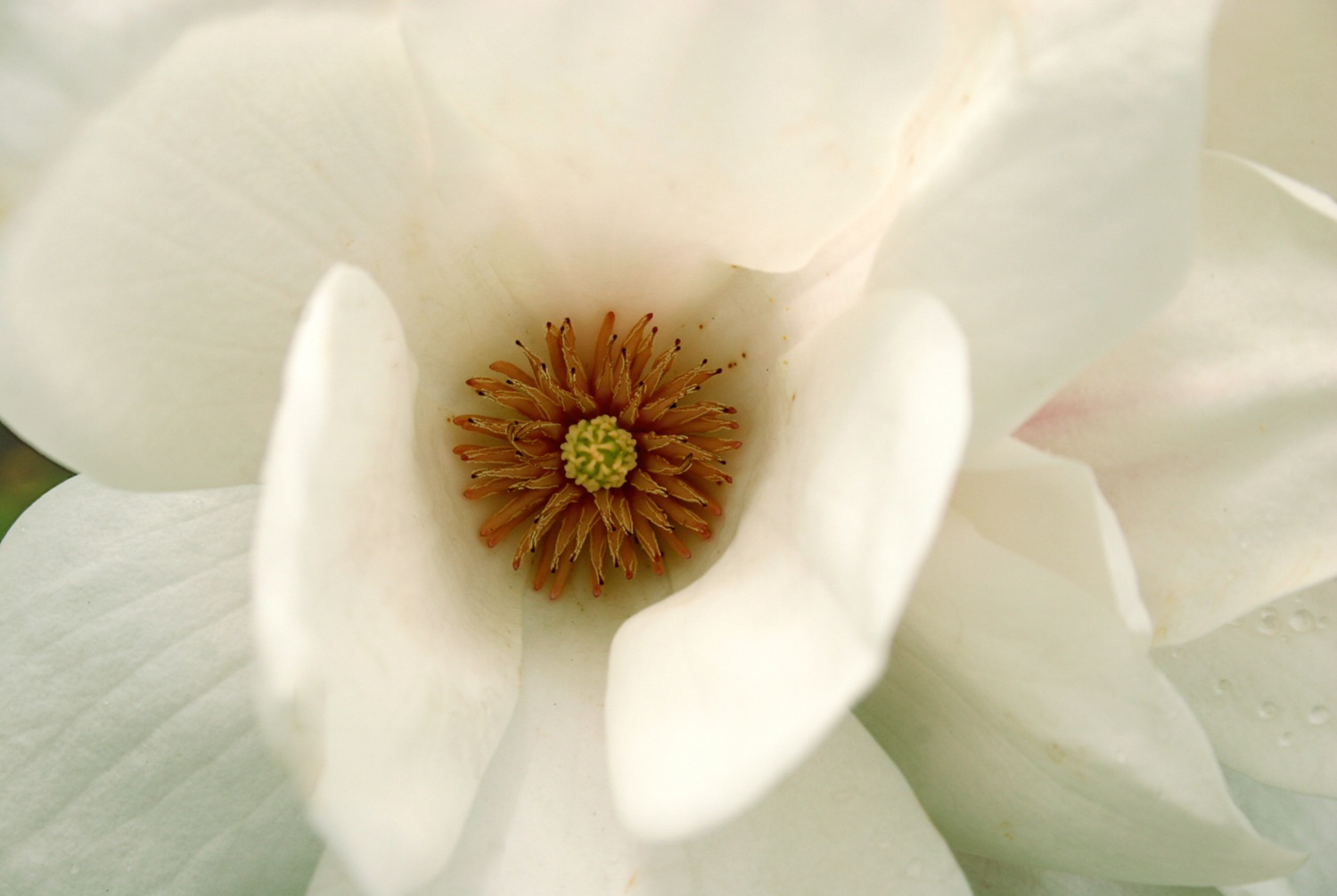queence Wandsticker »White Love«, (1 St.), Selbstklebend, kinderleichte Anbringung