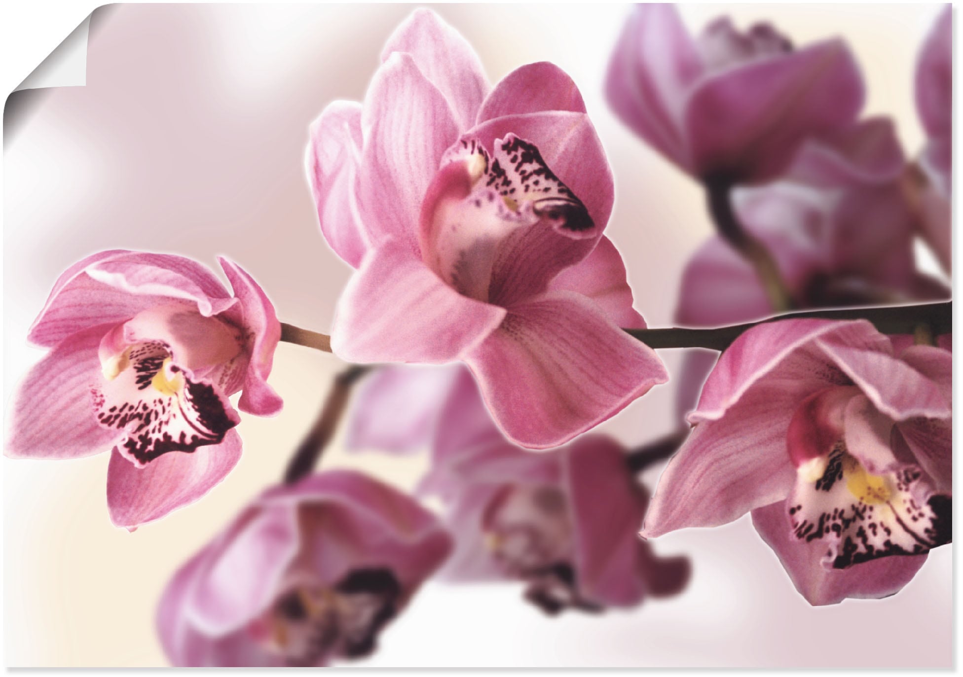Wandbild »Rosa Orchidee«, Blumenbilder, (1 St.), als Alubild, Outdoorbild,...